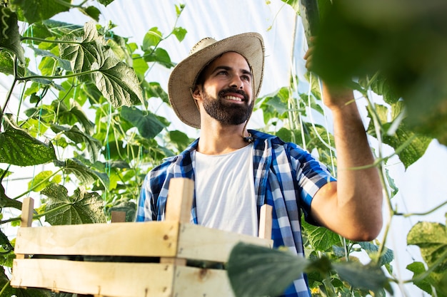 Young farmer entrepreneur growing and producing fresh organic vegetables