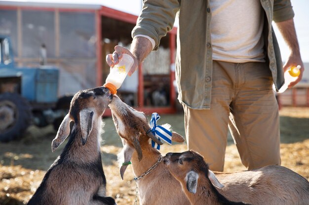 Young farmer feeding his goats milk from a bottle at the farm
