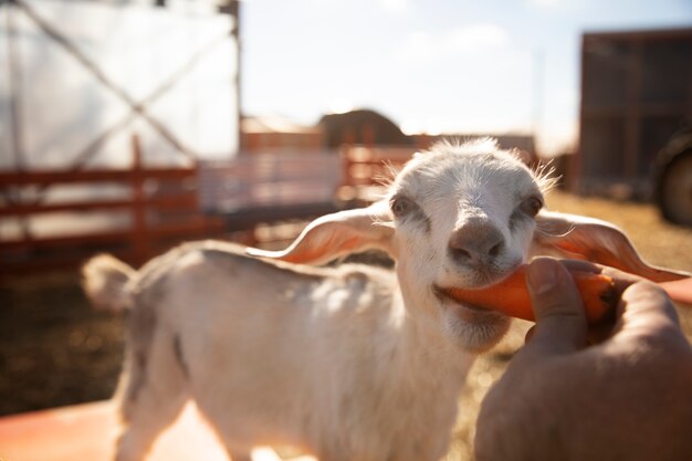 Young farmer feeding his goats vegetables at the farm