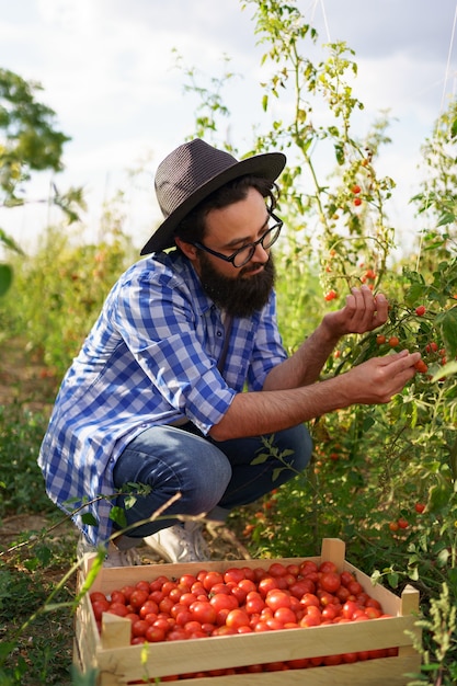 Young farmer gathering tomatoes in his garden. He wears a black hat, glasses while seating near a plant gathering veggies