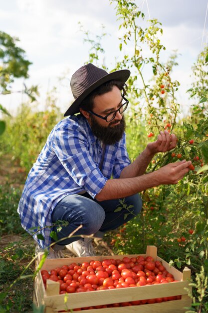 그의 정원에서 토마토를 모으는 젊은 농부. 그는 검은 모자와 안경을 쓰고 채소를 모으는 식물 근처에 앉아 있습니다.