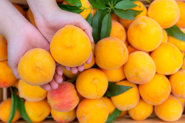 Young farmer holding peaches