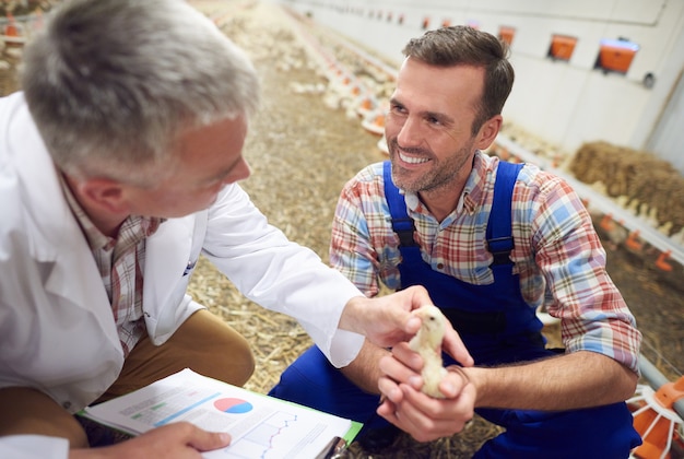 Young farmer with doctor checking the health of animals