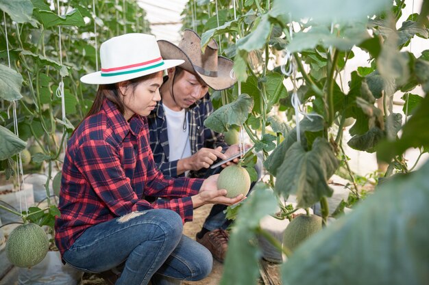 Young farmers are analyzing the growth of melon effects on greenhouse farms