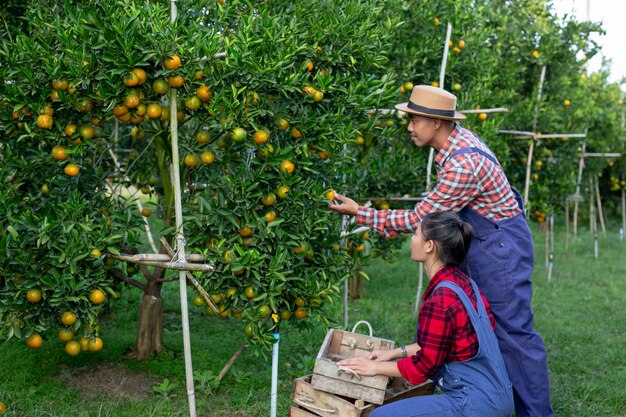 若い農家はオレンジを集めています