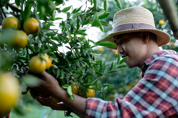 Free photo young farmers are collecting orange