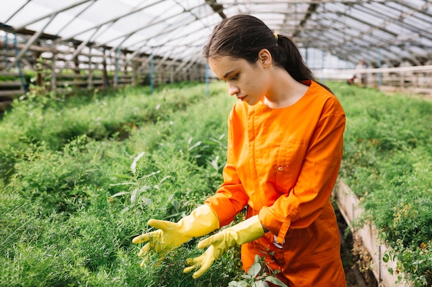 Free photo young female gardener examining plants in greenhouse