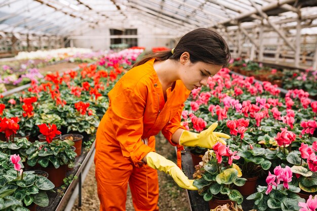 ピンクシクラメンの花を見ている若い女性の庭師