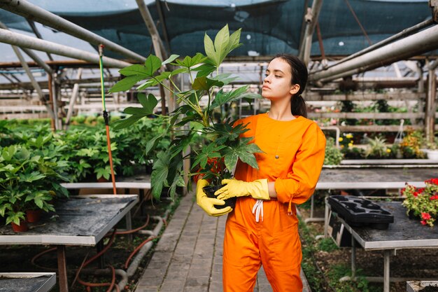 Young female gardener looking at potted plant in greenhouse