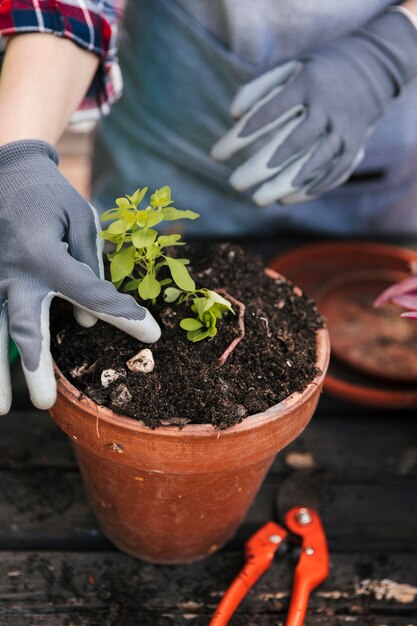 赤い鍋に苗を植える手袋を身に着けている若い女性庭師