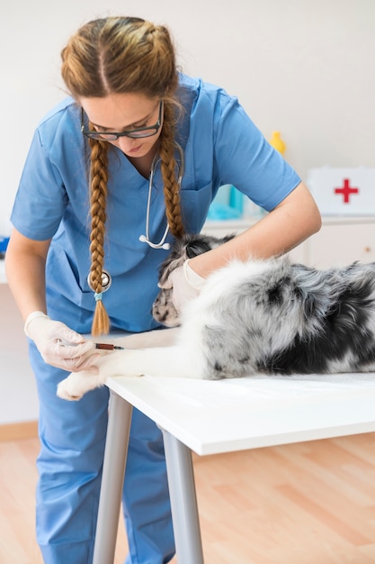 Young female veterinarian injecting dog with injection on table in clinic