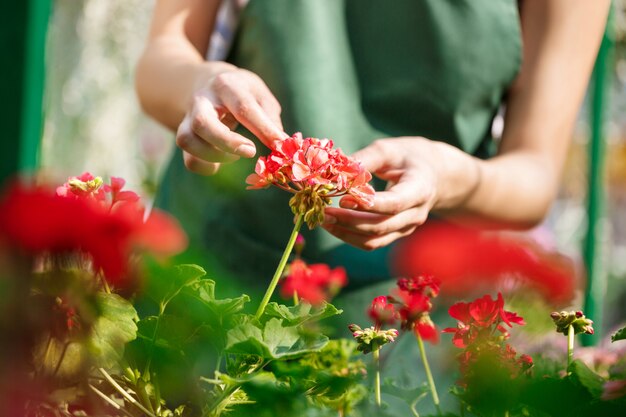 Young florist taking care of flowers. Hands close up.