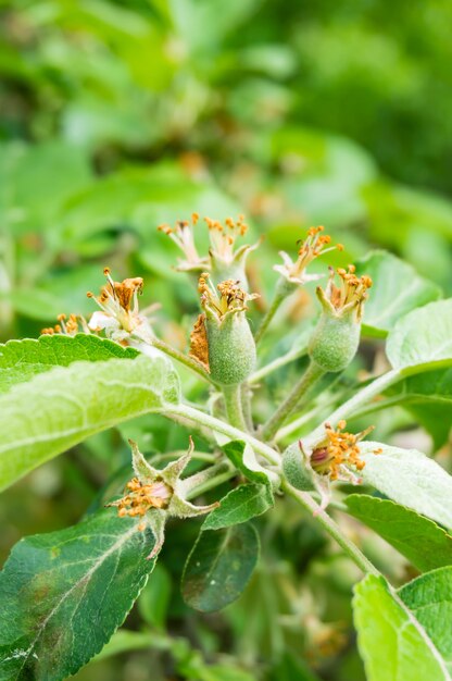 Young flowers