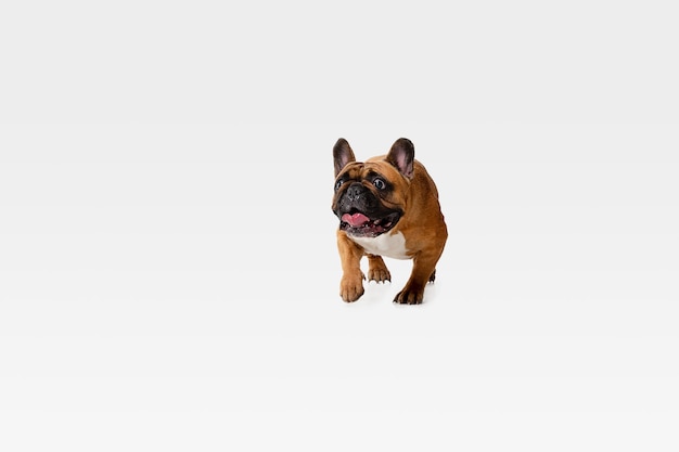 Young French Bulldog is posing. Cute white-braun doggy or pet is playing and looking happy isolated on white wall. Concept of motion, movement, action. Negative space.