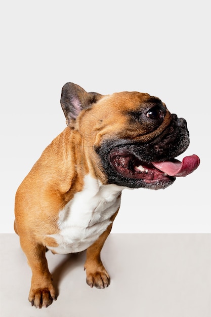 Young French Bulldog is posing. Cute white-braun doggy or pet is playing and looking happy isolated on white wall. Concept of motion, movement, action. Negative space.