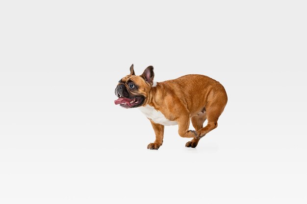 Young French Bulldog is posing. Cute white-braun doggy or pet is playing, running and looking happy isolated on white wall. Concept of motion, movement, action. Negative space.
