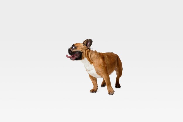 Young French Bulldog is posing