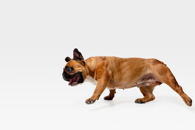 Free photo young french bulldog is posing