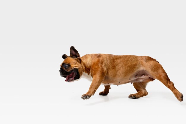 Young French Bulldog is posing