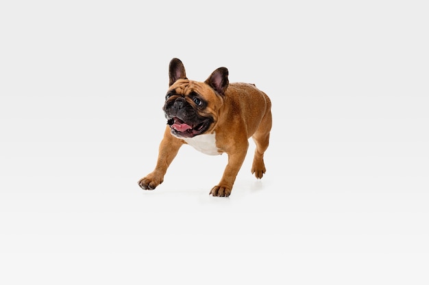 Young French Bulldog is posing