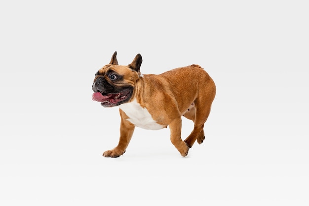 Young French Bulldog is posing