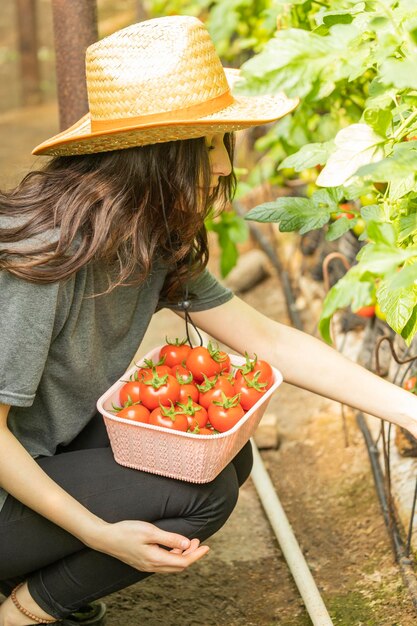 Молодая девушка собирает урожай в теплице