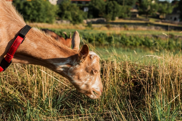 牧草地で草を食べる若いヤギ