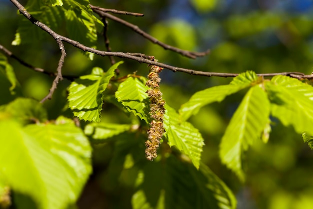 Молодая зеленая березовая листва весной, солнечная погода в парке весной с березками