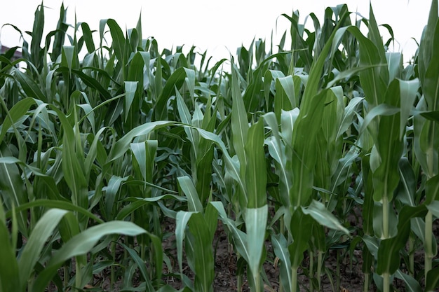 Young green corn growing on the field, background. Texture from young plants of corn, green background.