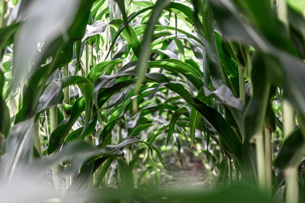 Young green corn growing on the field, background. Texture from young plants of corn, green background.