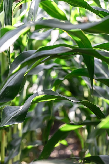 Young green corn growing on the field, background. Texture from young plants of corn, green background.