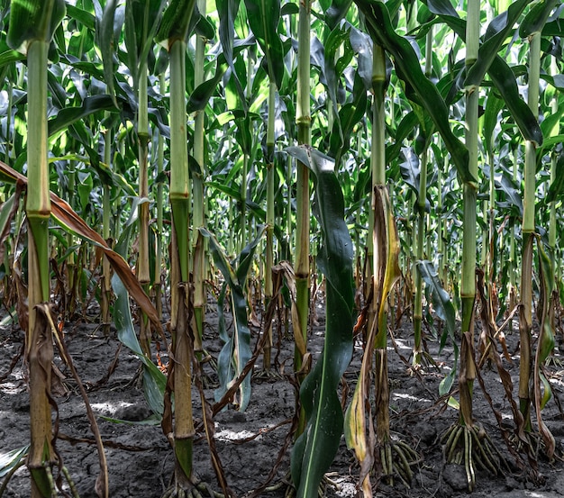 Young green corn growing on the field, background. Texture from young plants of corn, green background.