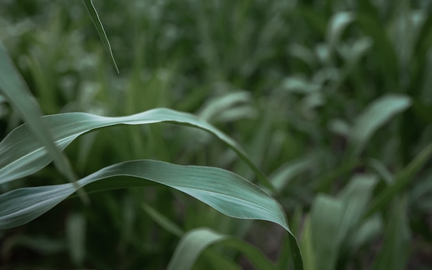 Молодая зеленая кукуруза, растущая на фоне поля