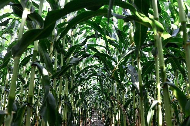 Young green corn growing on the field background