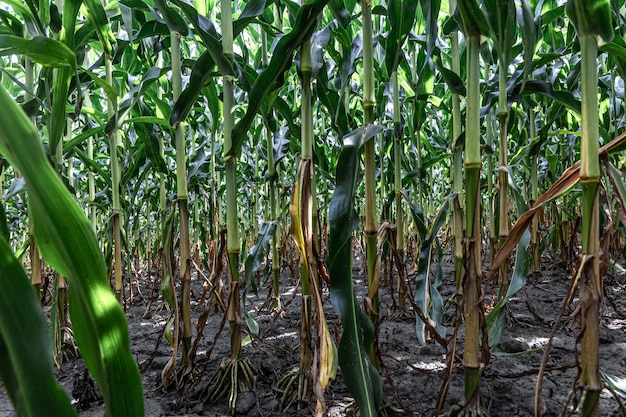 Young green corn growing on the field background