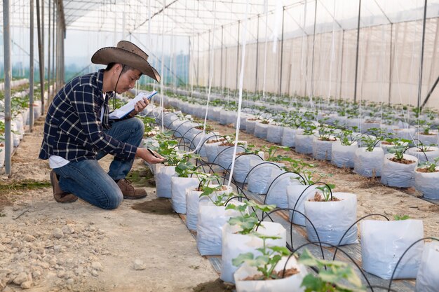 young green melon or cantaloupe growing in the greenhouse