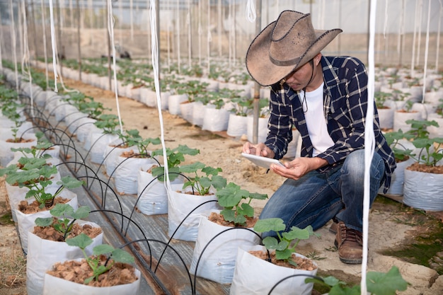 young green melon or cantaloupe growing in the greenhouse