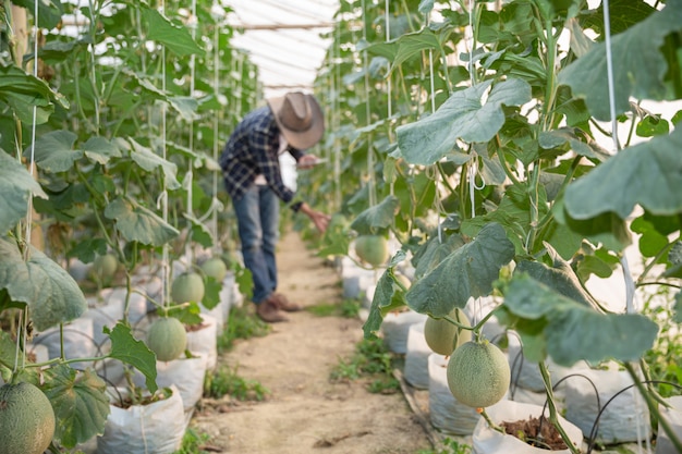 young green melon or cantaloupe growing in the greenhouse