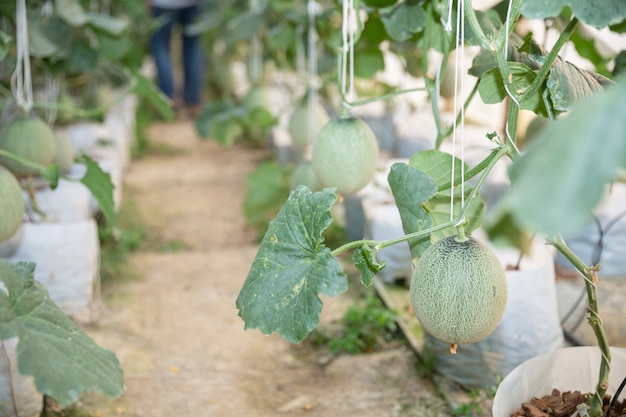 young green melon or cantaloupe growing in the greenhouse 