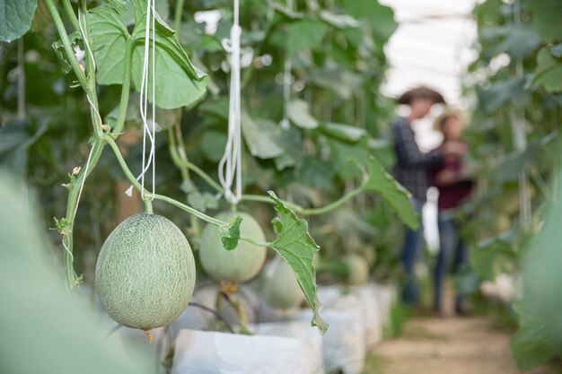 young green melon or cantaloupe growing in the greenhouse 