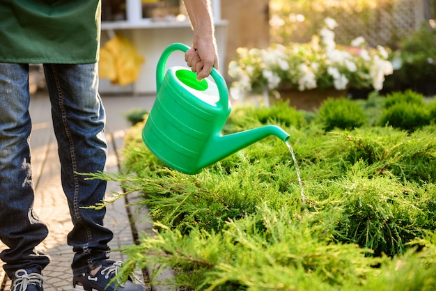 Young handsome gardener watering, taking care of plants Close up.