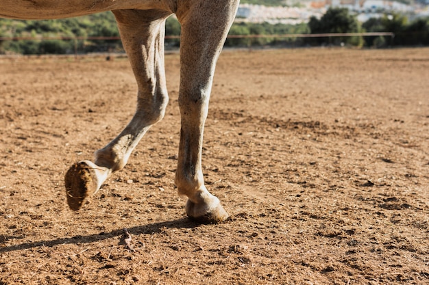 Foto gratuita giovane cavallo che cammina nella fattoria