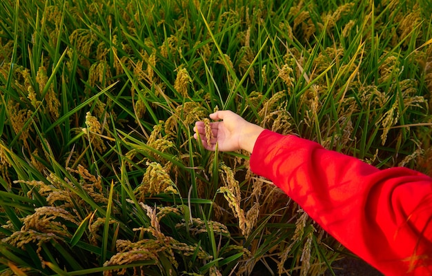 Free photo young lady covered by red jacket with green field