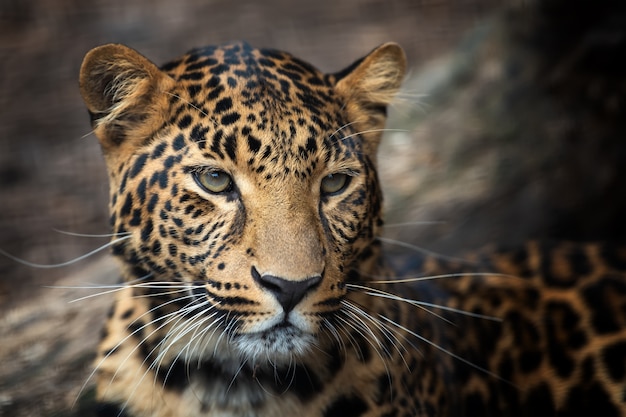 Young leopard portrait