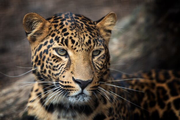 Young leopard portrait