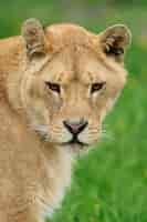 Foto gratuita giovane leone in erba verde
