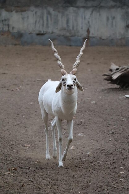 Young male albino blackbuck walking in a zoo