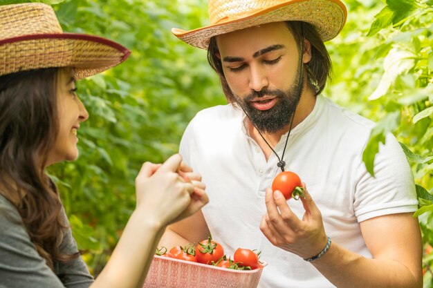 Young man holding tomato and the girl smiling to him at the greenhouse