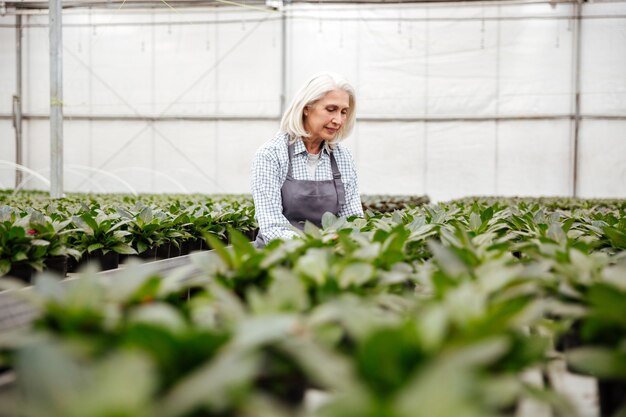 Young mature woman working with plants in greenhouse