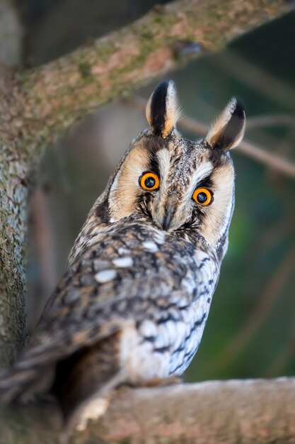 若いフクロウは木に座っています